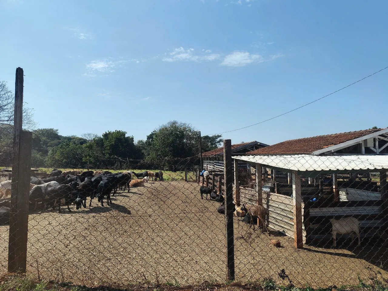 goat farm