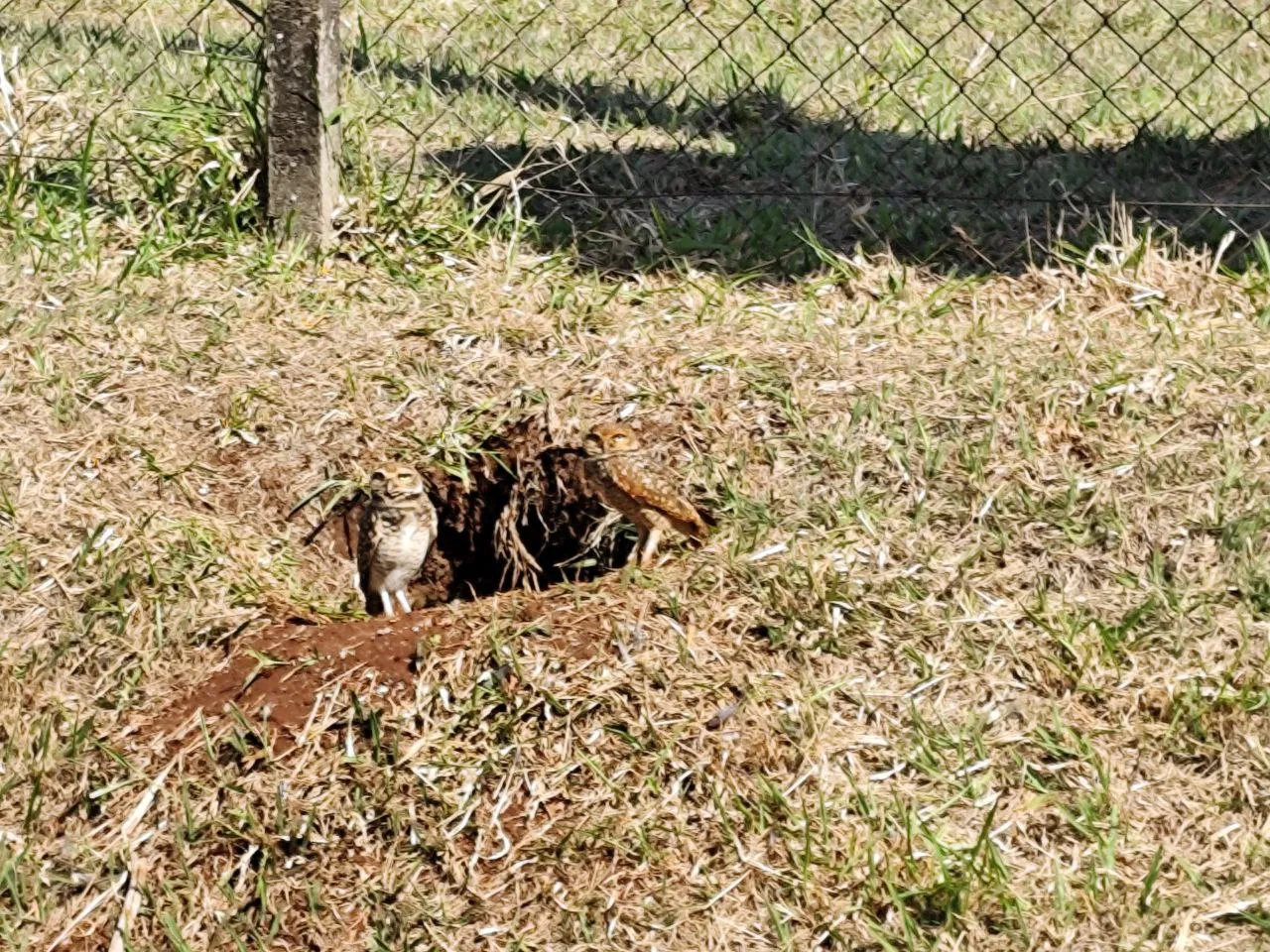 burrowing owls